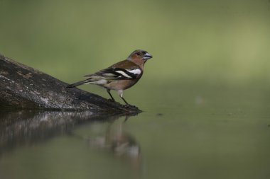 ispinoz, ispinoz coelebs,