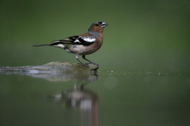 ispinoz, ispinoz coelebs,