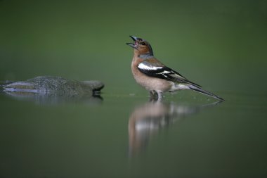 ispinoz, ispinoz coelebs,