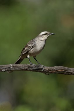 Tebeşir kaşlı bülbülü, mimus saturninus,