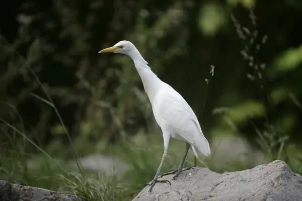 Garceta de ganado, Bubulcus ibis — Foto de Stock