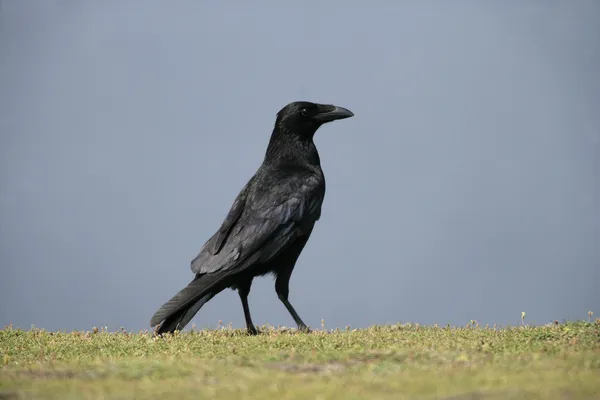 Corvo-correio, Corvus corone — Fotografia de Stock