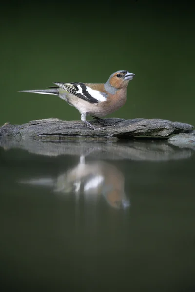 Pěnkava obecná, fringilla coelebs, — Stock fotografie