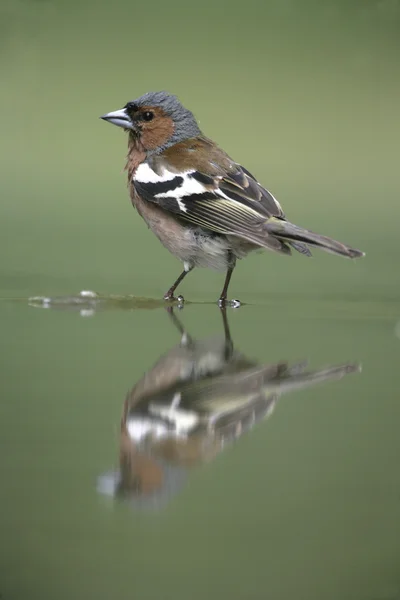 Zięba, fringilla coelebs, — Zdjęcie stockowe