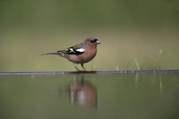 Pěnkava obecná, fringilla coelebs, — Stock fotografie