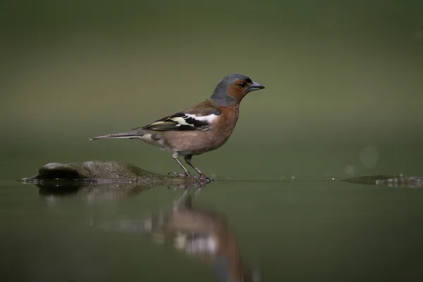 Pinzón, fringilla coelebs , — Foto de Stock