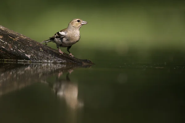 チャットフィンチ、fringilla coelebs, — ストック写真