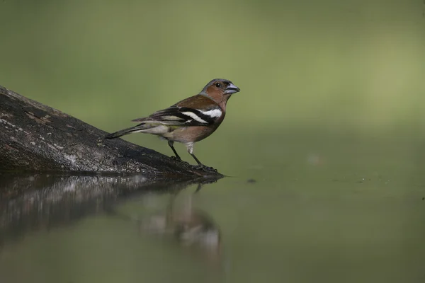 Zięba, fringilla coelebs, — Zdjęcie stockowe