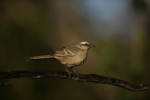Krijt-browed mockingbird, mimus saturninus, — Stockfoto