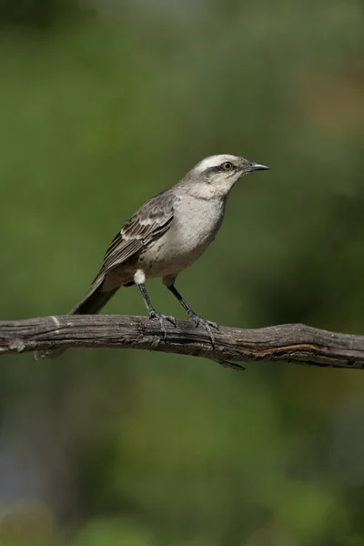 Krita-browed mockingbird, mimus saturninus, — Stockfoto