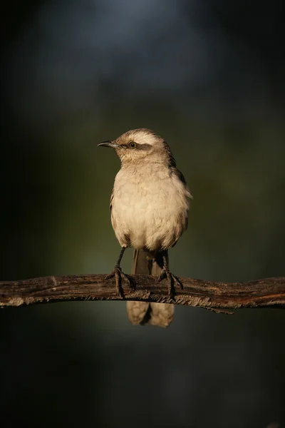 Pájaro burlón con cejas de tiza, Mimus saturninus , — Foto de Stock