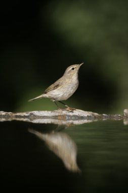 çıvgın, phylloscopus collybita