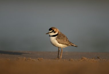yakalı cılıbıt, charadrius collaris