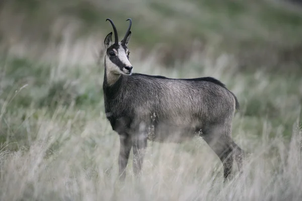 Chamois, Rupicapra rupicapra — Stock Photo, Image