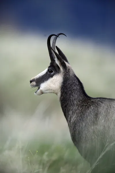 Chamois, Rupicapra rupicapra — Stock Photo, Image