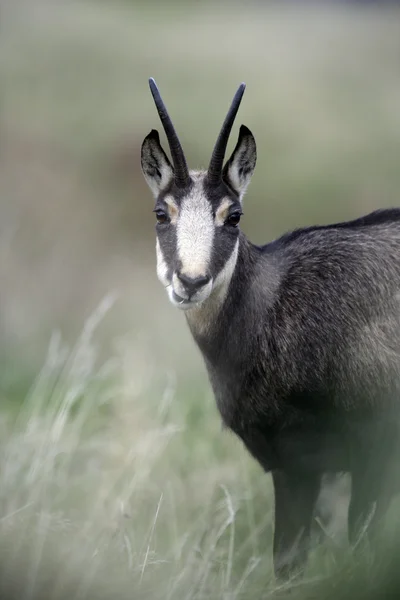 Chamois, Rupicapra rupicapra — Stock Photo, Image