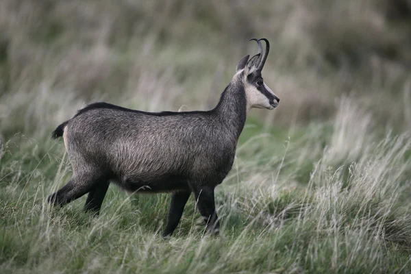 Chamois, Rupicapra rupicapra — Stok fotoğraf