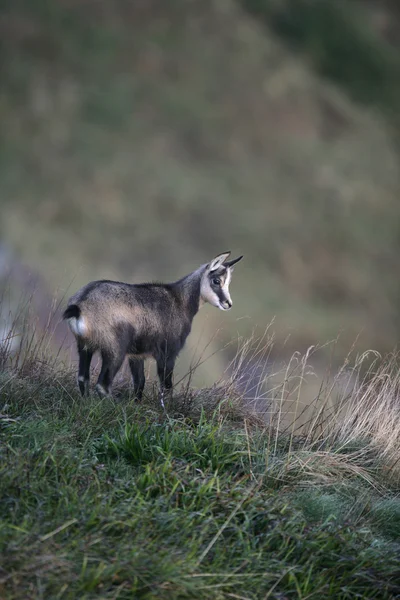 Gemse, Rupicapra rupicapra — Stockfoto