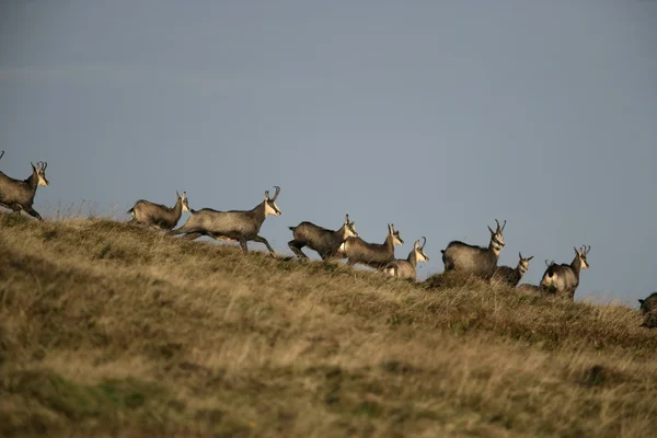 Chamois, Rupicapra rupicapra — Stock Photo, Image