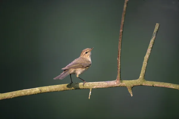 Zilpzalp, Phylloscopus collybita — Stockfoto