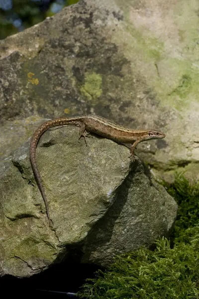 Közös gyík, lacerta keresztes, — Stock Fotó