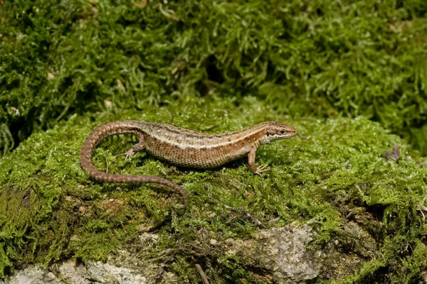 Common Lizard, Lacerta vivipara, — Stock Photo, Image