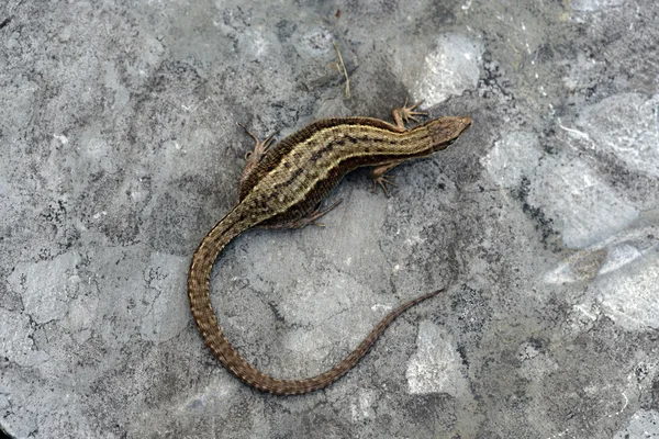 Common Lizard, Lacerta vivipara, — Stock Photo, Image