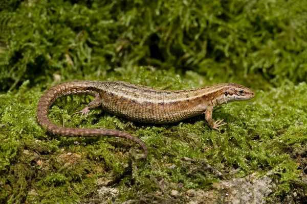 Gemeenschappelijke hagedis, lacerta vivipara, — Stockfoto