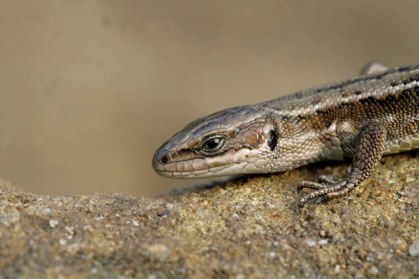 Common Lizard, Lacerta vivipara, — Stock Photo, Image