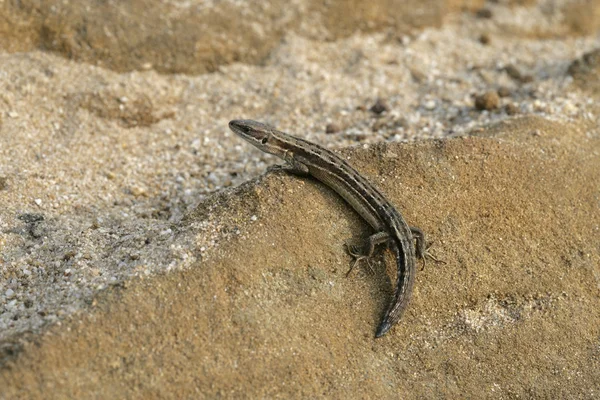 Ortak kertenkele, lacerta vivipara, — Stok fotoğraf