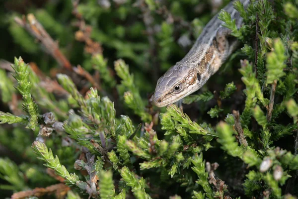 Lucertola comune, Lacerta vivipara , — Foto Stock