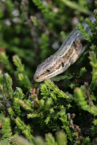 Обычная ящерица, Lacerta vivipara , — стоковое фото