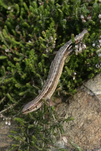 Lézard commun, Lacerta vivipara , — Photo