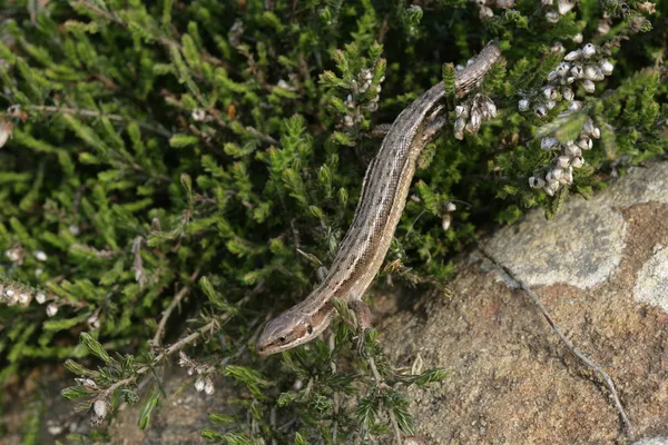 Gemensamma ödla, lacerta vivipara, — Stockfoto