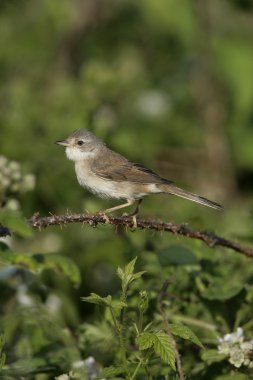ortak akgerdan, sylvia communis