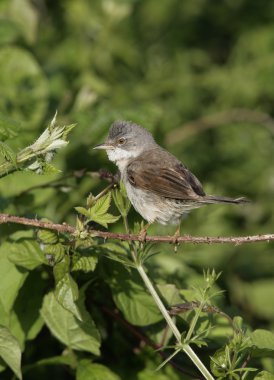 ortak akgerdan, sylvia communis