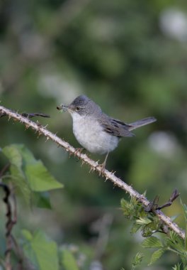 ortak akgerdan, sylvia communis