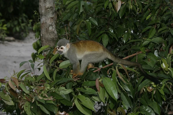 Mono ardilla común, Saimiri sciureus — Foto de Stock