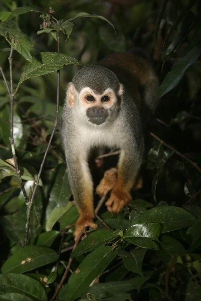 Common squirrel monkey, Saimiri sciureus — Stock Photo, Image