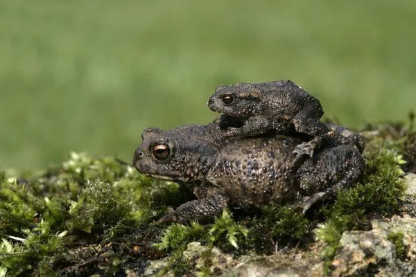 Ropucha, bufo bufo — Zdjęcie stockowe