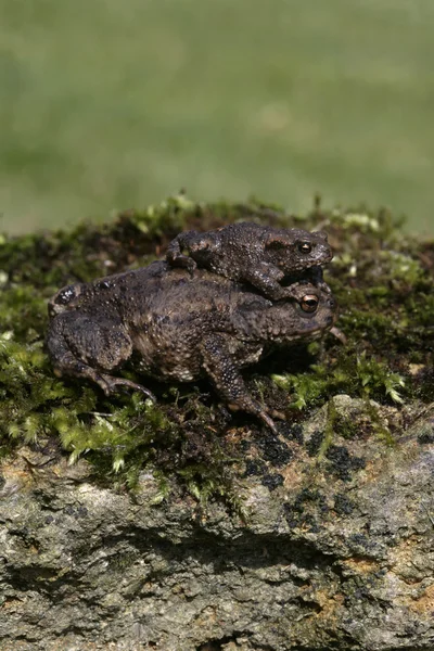 Sapo comum, Bufo bufo — Fotografia de Stock