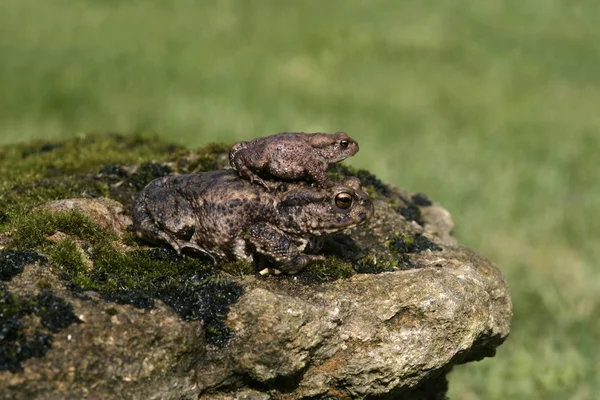 Common toad, Bufo bufo — Stock Photo, Image