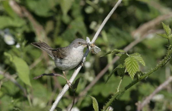 Gemensamma Ärtsångare, sylvia communis — Stockfoto