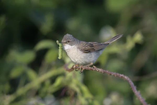 Gemensamma Ärtsångare, sylvia communis — Stockfoto