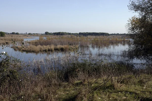 Coto donona Nationaalpark — Stockfoto