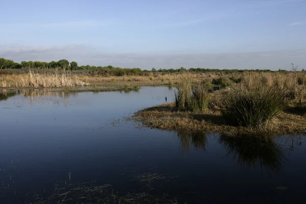 Coto donona Nationaalpark — Stockfoto