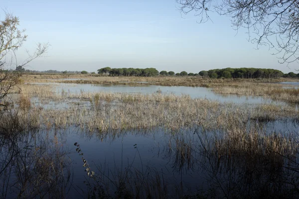 Coto donona nationalpark — Stockfoto