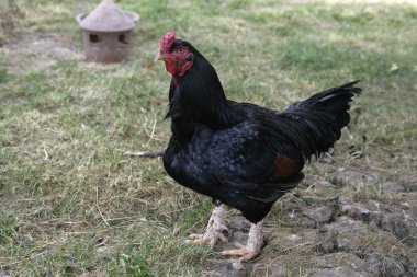 karanlık bir Hint oyunu