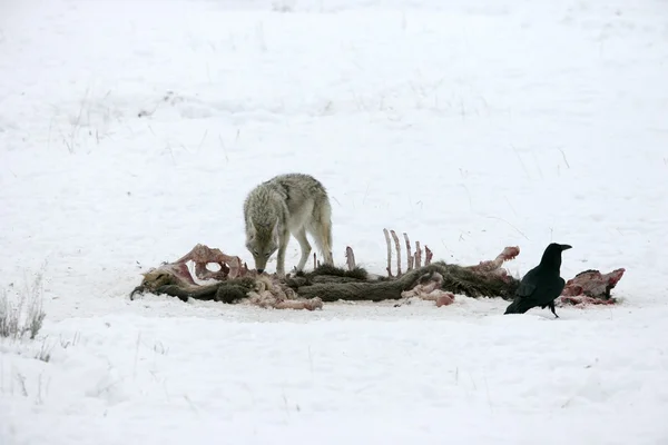 Coiote, Canis latrans , — Fotografia de Stock