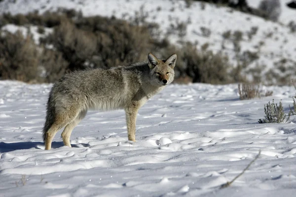 Койот, canis latrans, — стоковое фото